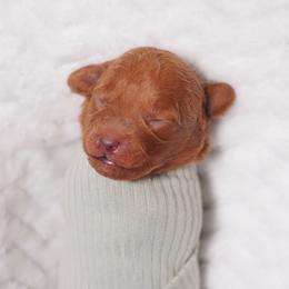 Blue Collar - Red  male Poodle puppy in Las Vegas, Nevada from Plush Toy Poodle Puppies & Pals