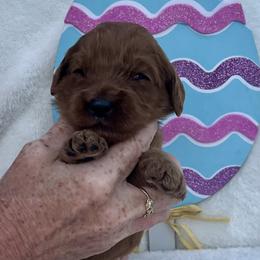Dark Purple - Red  female Goldendoodle puppy in Indian Trail, North Carolina from Castleberry Doodles and Poodles