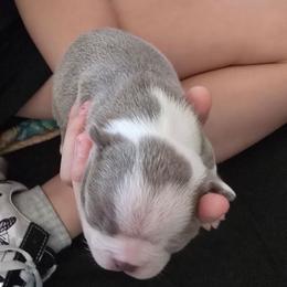 Girl 2 - Lilac female Boston Terrier puppy in Des Moines, Iowa from Razmom's Boston Terriers