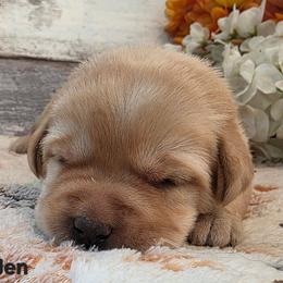 Jen - Yellow female Labrador Retriever puppy in Gardnerville, Nevada from Jobs Peak Labradors