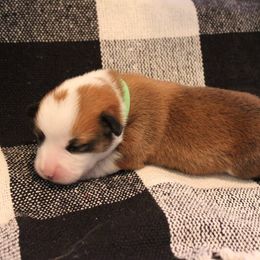 Pembroke Welsh Corgi Puppies from Tri-Star Stock Farm