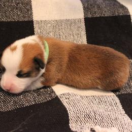 Pembroke Welsh Corgi Puppies from Tri-Star Stock Farm