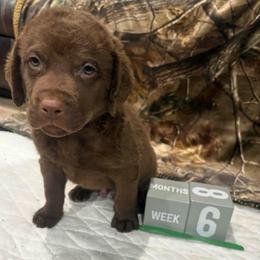 Green Dot - Brown male Chesapeake Bay Retriever puppy in Wisconsin Dells, Wisconsin from Kilbourn Chesapeakes