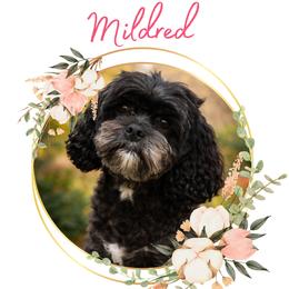 Mildred - Cavapoo