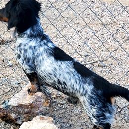 Bear - Dachshund