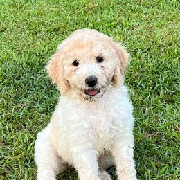 Goldendoodles from Goldendoodle Pups NC