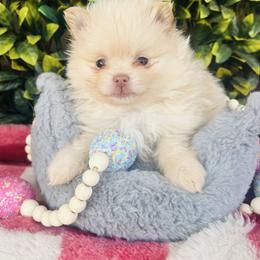Cookie Butter - Beaver female Pomeranian puppy in Buck Valley, Pennsylvania from Buck Valley Pomeranians