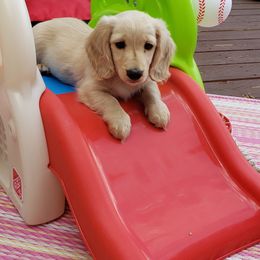 Dachshund Puppies from Cream Doxie Luv