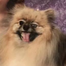 Pomeranians from Purple Hearts and Paws