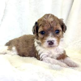 Willow - Brown merle female Aussiedoodle puppy in Paoli, Indiana from Brambleberry Doodles