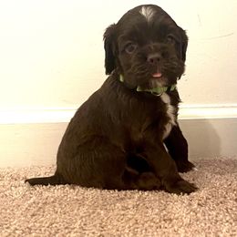 Cocker Spaniel Puppies from Hunt Crest Cockers