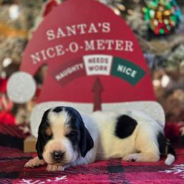 Samantha 2700.00 - Black brown and white female Basset Hound puppy in Denison, Texas from Emma Lou's Baby Bassets