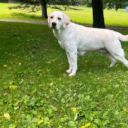 Timber - Labrador Retriever