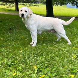 Timber - Labrador Retriever