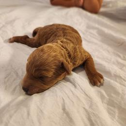 SQUEEKS - Apricot female Poodle puppy in San Tan Valley, Arizona from Desert Storm Poodles