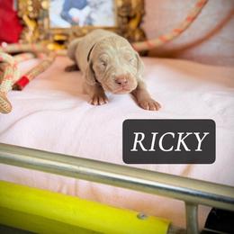 Ricky - Silver gray male Weimaraner puppy in Talking Rock, Georgia from North Georgia Weims