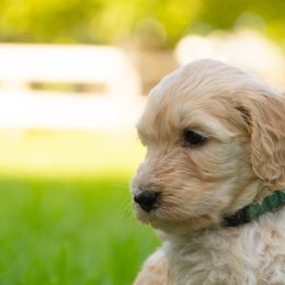 Bernedoodle and Goldendoodle Puppies from Camp Doodle Woods