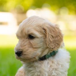 Bernedoodle and Goldendoodle Puppies from Camp Doodle Woods