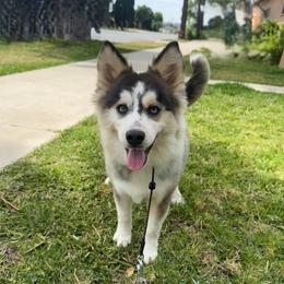 Love bug - Gray and white female Pomsky puppy in La Verne, California from Red Cedar Pomskies