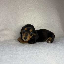 Girl 1 - Black and tan female Dachshund puppy in Stilwell, Oklahoma from Johnson Dachshund’s