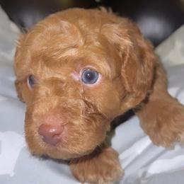 Boy 1 - Poodle puppy in Miami Dade County, Florida from RoyalPaws_Miami
