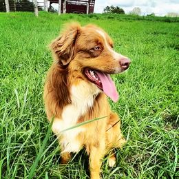 Kairo - Australian Shepherd