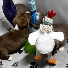 American Corgi, Cardigan Welsh Corgi, and Pembroke Welsh Corgi Puppies from Coopers Korner