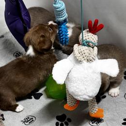 American Corgi, Cardigan Welsh Corgi, and Pembroke Welsh Corgi Puppies from Coopers Korner