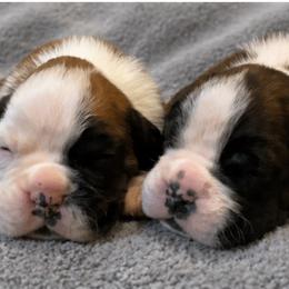 SCOUT (Pictured Left) - Fawn male Boxer puppy in Moore, South Carolina from Lafayette Bulldogs & Boxers