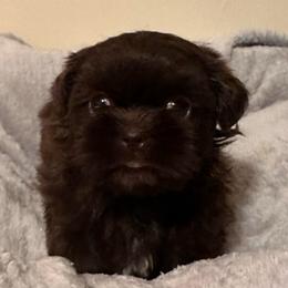 Chocolate female - Liver female Shih Tzu puppy in Kodak, Tennessee from Cutshall Babies