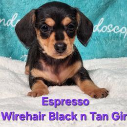 Espresso - Black and tan female Dachshund puppy in Mount Sherman, Kentucky from Kaleidoscope Dachshunds and Whippets