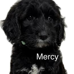Mercy ( Otis Warren) - Black female Goldendoodle puppy in Newark, Ohio from Valleydayle Doodles and Wheatens