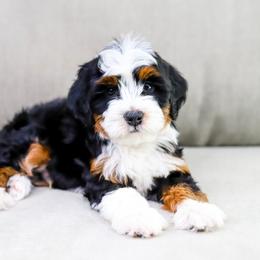 Aussiedoodle, Australian Mountain Doodle, and Bernedoodle Puppies from Cottonwood Creek Doodles