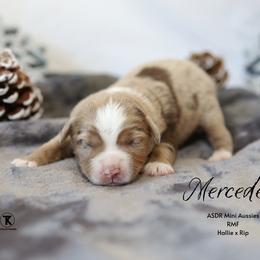Mercedes- RMF2 - Red merle female Miniature Australian Shepherd puppy in Nacogdoches, Texas from TK Standard, Mini, & Toy Aussies