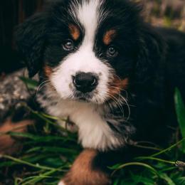 Bernese Mountain Dog Puppies from Allison Thornton