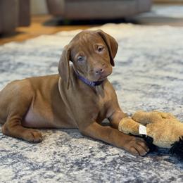 Poni - Golden rust female Vizsla puppy in Dundee, Iowa from CBJ Vizslas