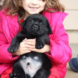 Labrador Retriever Puppies from Britt Labradors