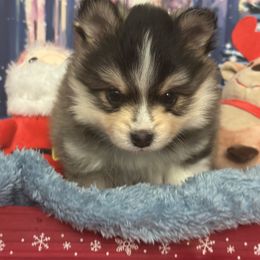 Max - Tri-color male Pomsky puppy in Piedmont, South Carolina from Carolina Pomskies LLC