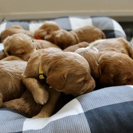 Goldendoodle Puppies from Deer Valley Doodles