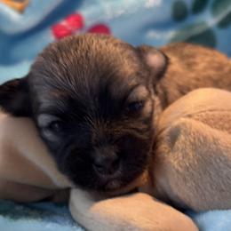 Sable male - Gold sable male Havanese puppy in East Lansing, Michigan from VanCort's Happy Havanese