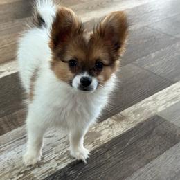Mitzi's Boy 2 - White and sable male Papillon puppy in Shirley, Arkansas from Lucky Pups