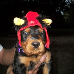 English Setter, Golden Retriever, and Gordon Setter Puppies from Katherine's Gordon Setters, English Setters, and Golden Retrievers