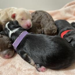 Bernedoodle Puppies from Eastside Paws LLC