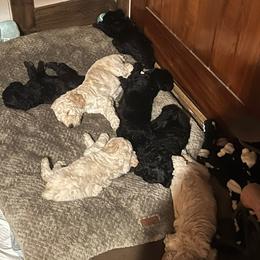 Poodles from Fancy Poodles