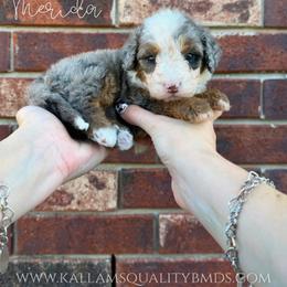 Merida - Blue merle female Bernedoodle puppy in Owasso, Oklahoma from Kallams Bernedoodles & Bernese Mountain Dogs