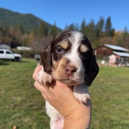 Cobbler - Chocolate and cream male Dachshund puppy in Rogue River, Oregon from Bear Feet Dachshunds