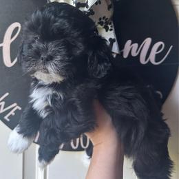 Black Female - Black and white female Shihpoo puppy in Asheboro, North Carolina from Southern Bred Pups
