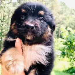 AKC Rocket - Black tri-color male Australian Shepherd puppy in Tallapoosa, Georgia from Foxhaven Farms Aussies