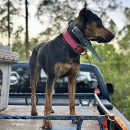 Catahoula Leopard Dogs from Lazy 44 Catahoulas