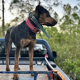 Catahoula Leopard Dogs from Lazy 44 Catahoulas